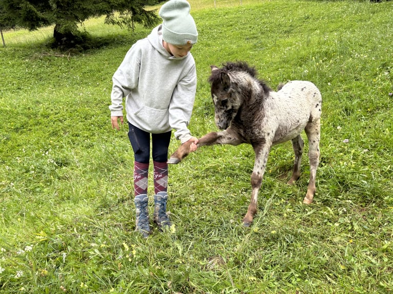 Knabstrup Mix Stallion  11,2 hh Leopard-Piebald in Raggal