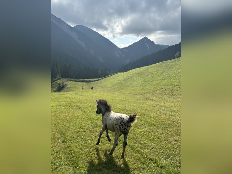 Knabstrup Mix Stallion  11,2 hh Leopard-Piebald in Raggal