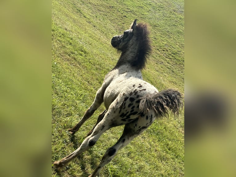 Knabstrup Mix Stallion  11,2 hh Leopard-Piebald in Raggal