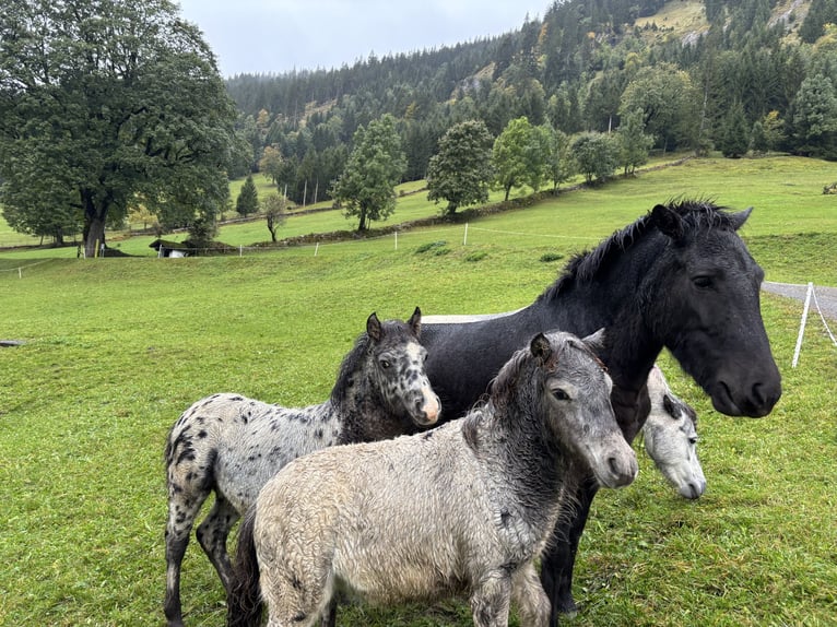 Knabstrup Mix Stallion  11,2 hh Leopard-Piebald in Raggal