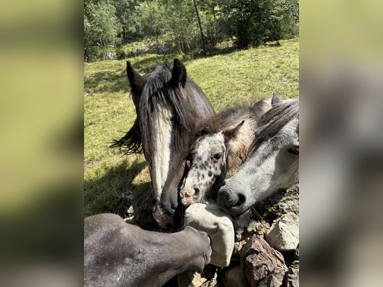 Knabstrup Mix Stallion  11,2 hh Leopard-Piebald in Raggal