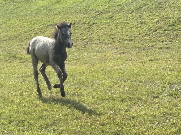 Knabstrup Mix Stallion  11,2 hh Leopard-Piebald in Raggal