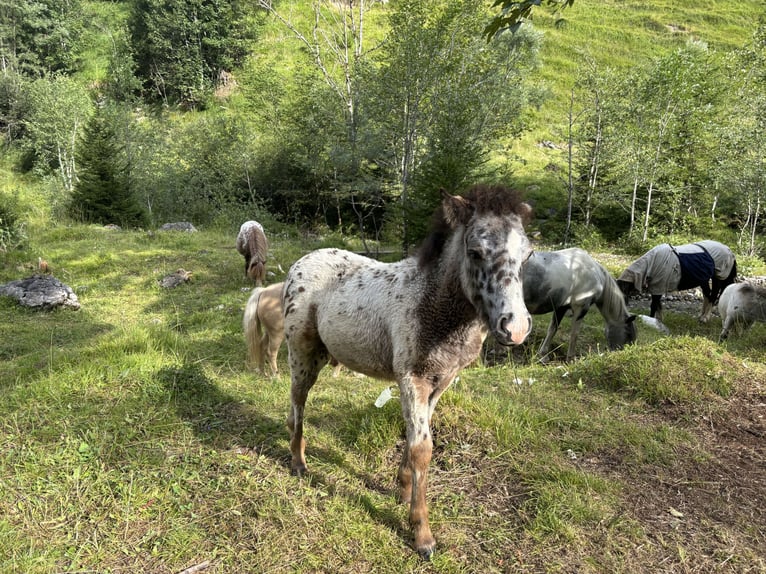 Knabstrup Mix Stallion  11,2 hh Leopard-Piebald in Raggal