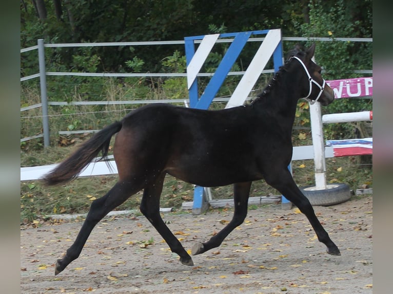Knabstrup Stallion Foal (02/2025) 14,2 hh Brown in Naila