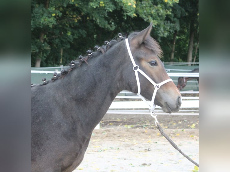 Knabstrup Stallion Foal (02/2025) 14,2 hh Brown in Naila