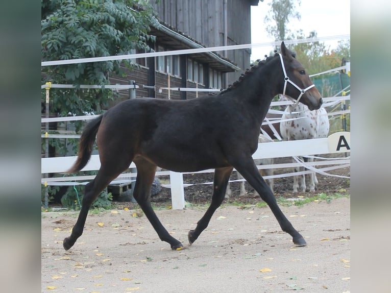 Knabstrup Stallion Foal (02/2025) 14,2 hh Brown in Naila