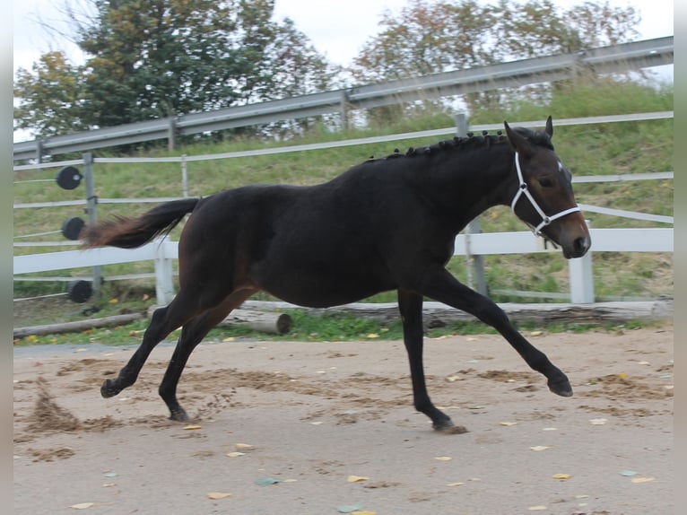 Knabstrup Stallion Foal (02/2025) 14,2 hh Brown in Naila