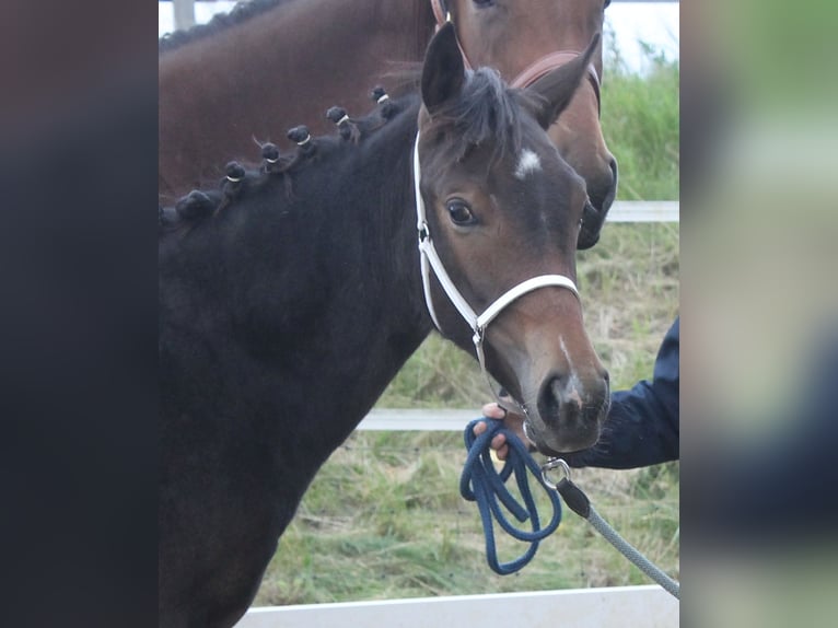 Knabstrup Stallion Foal (02/2025) 14,2 hh Brown in Naila