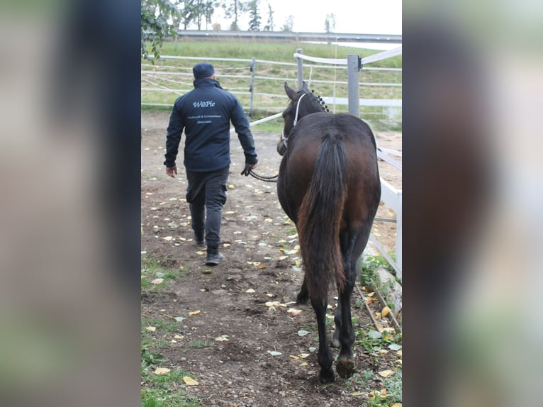 Knabstrup Stallion Foal (02/2025) 14,2 hh Brown in Naila