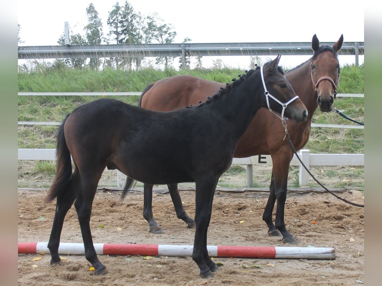 Knabstrup Stallion Foal (02/2025) 14,2 hh Brown in Naila