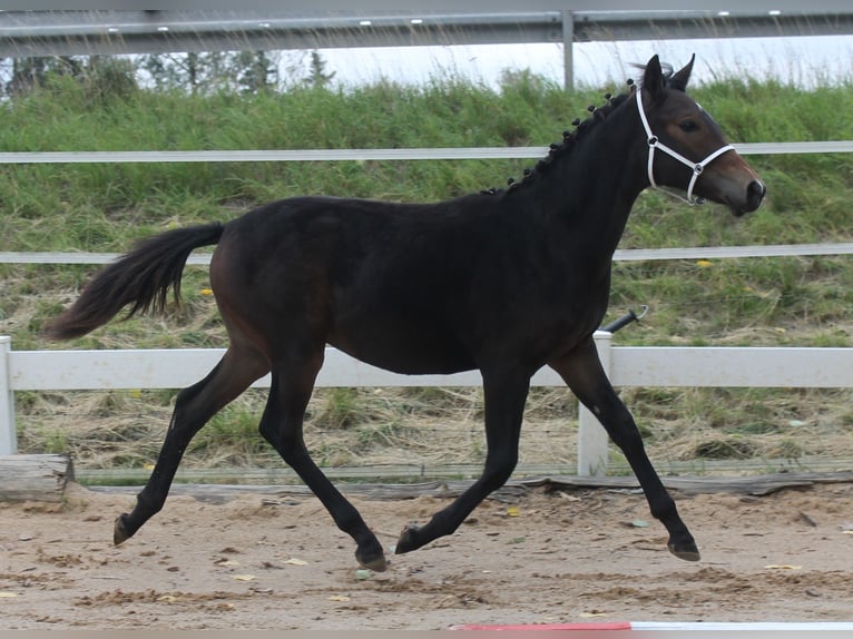 Knabstrup Stallion Foal (02/2025) 14,2 hh Brown in Naila