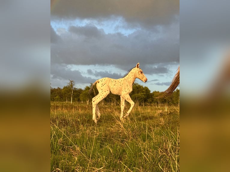Knabstrup Stallion  14,2 hh Leopard-Piebald in Bindslev