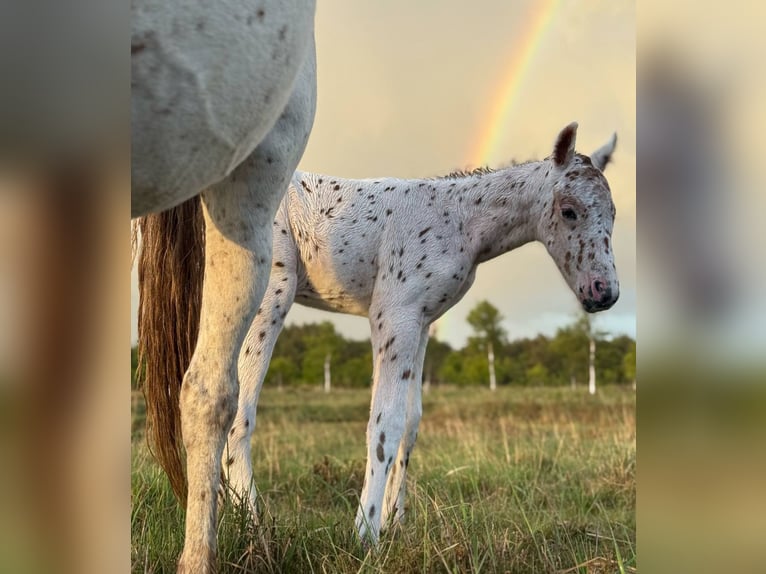 Knabstrup Stallion  14,2 hh Leopard-Piebald in Bindslev