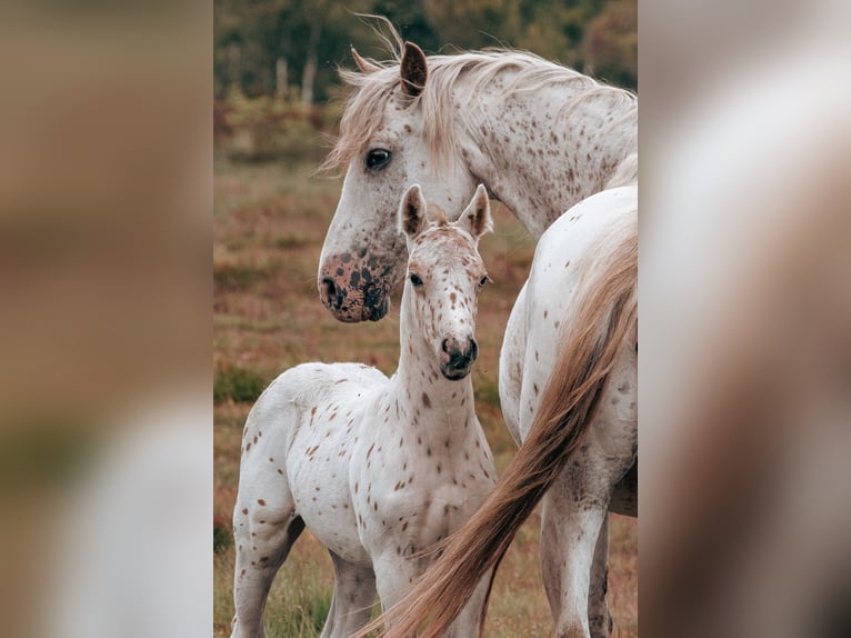 Knabstrup Stallion Foal (05/2025) 14,2 hh Leopard-Piebald in Bindslev