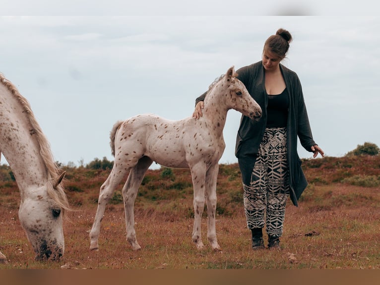 Knabstrup Stallion Foal (05/2025) 14,2 hh Leopard-Piebald in Bindslev