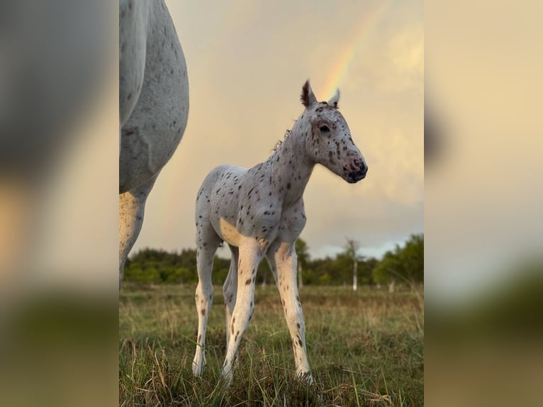 Knabstrup Stallion  14,2 hh Leopard-Piebald in Bindslev