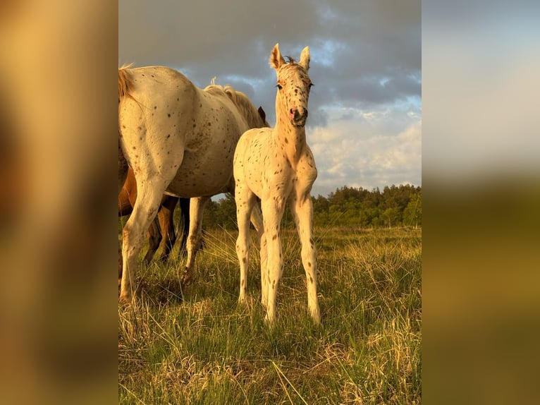 Knabstrup Stallion  14,2 hh Leopard-Piebald in Bindslev
