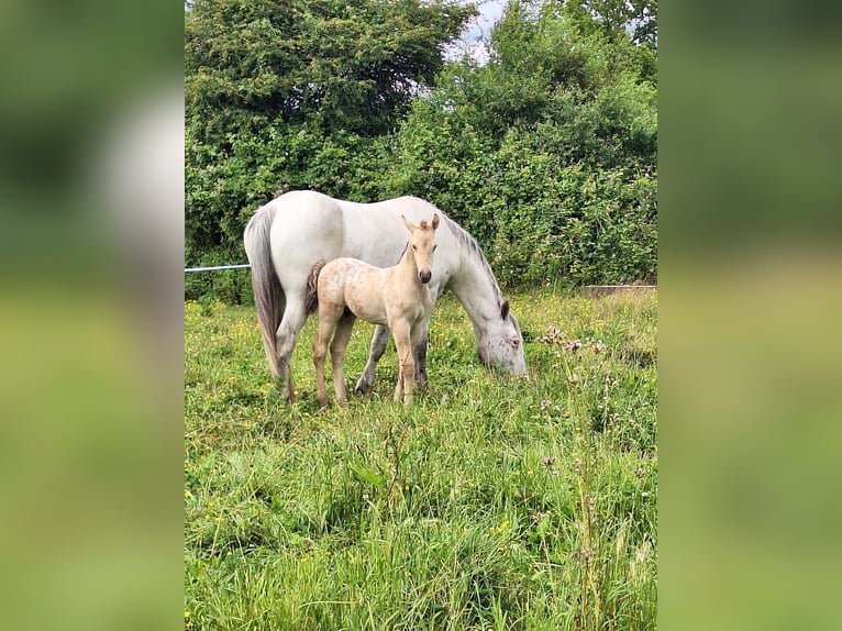 Knabstrup Mix Stallion Foal (06/2024) 15,1 hh Champagne in La Meilleraye-de-Bretagne