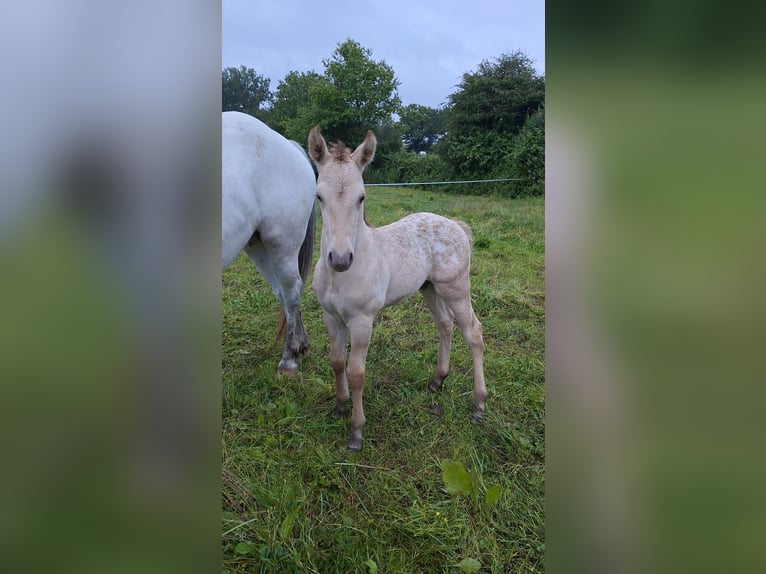 Knabstrup Mix Stallion Foal (06/2024) 15,1 hh Champagne in La Meilleraye-de-Bretagne