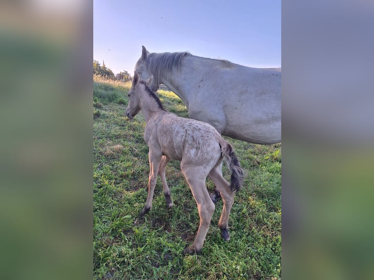 Knabstrup Mix Stallion Foal (06/2024) 15,1 hh Champagne in La Meilleraye-de-Bretagne