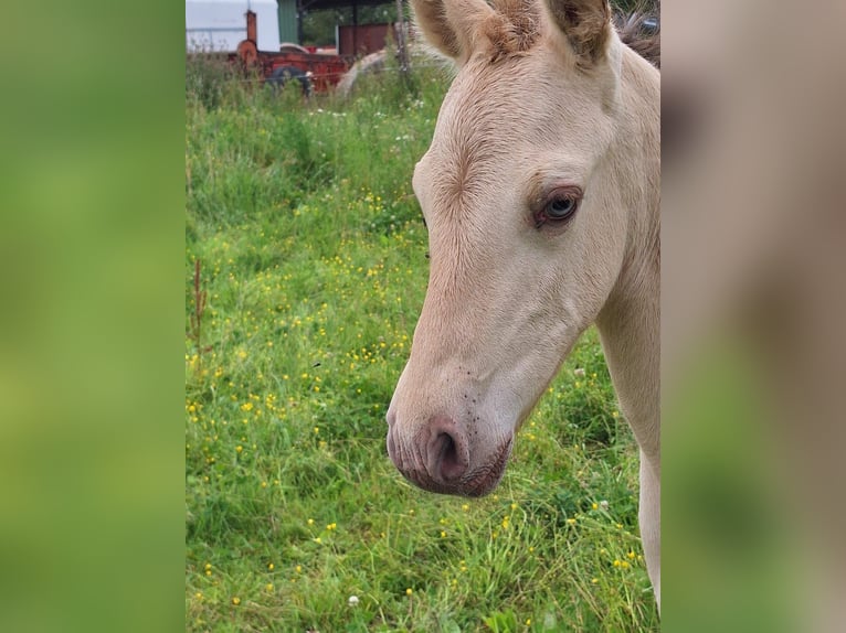 Knabstrup Mix Stallion Foal (06/2024) 15,1 hh Champagne in La Meilleraye-de-Bretagne