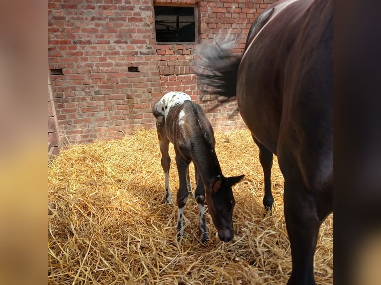 Knabstrup Stallion Foal (06/2024) 15,1 hh Leopard-Piebald in Bad Essen