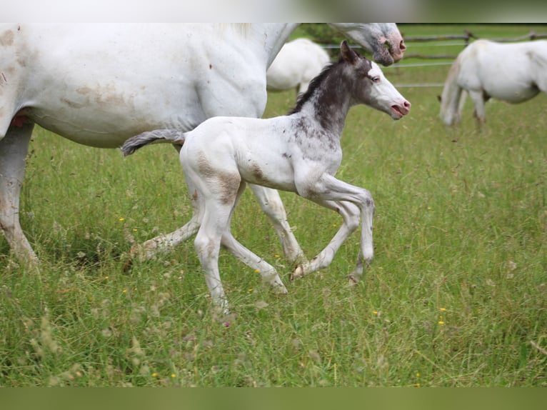 Knabstrup Stallion Foal (06/2024) 15,1 hh Leopard-Piebald in Roßhaupten