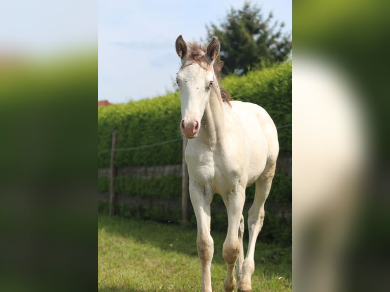 Knabstrup Stallion Foal (06/2024) 15,1 hh Leopard-Piebald in Roßhaupten