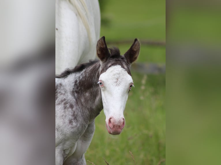 Knabstrup Stallion Foal (06/2024) 15,1 hh Leopard-Piebald in Roßhaupten