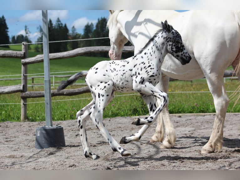 Knabstrup Stallion Foal (07/2024) 15,1 hh Leopard-Piebald in Roßhaupten