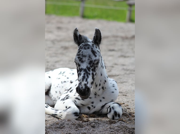 Knabstrup Stallion Foal (07/2024) 15,1 hh Leopard-Piebald in Roßhaupten