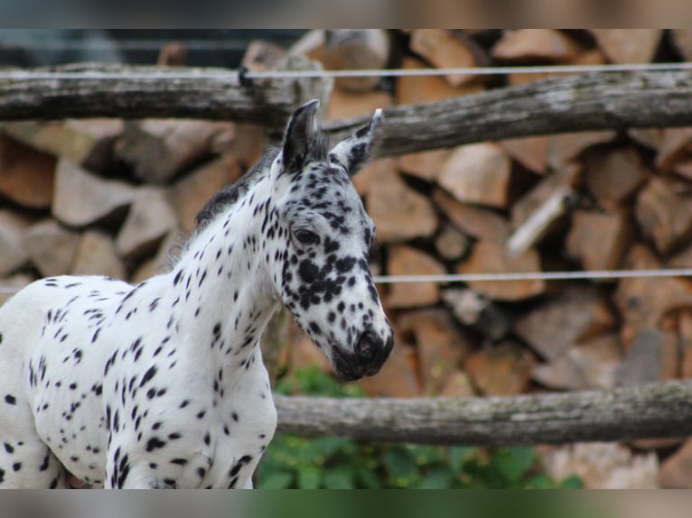 Knabstrup Stallion Foal (07/2024) 15,1 hh Leopard-Piebald in Roßhaupten