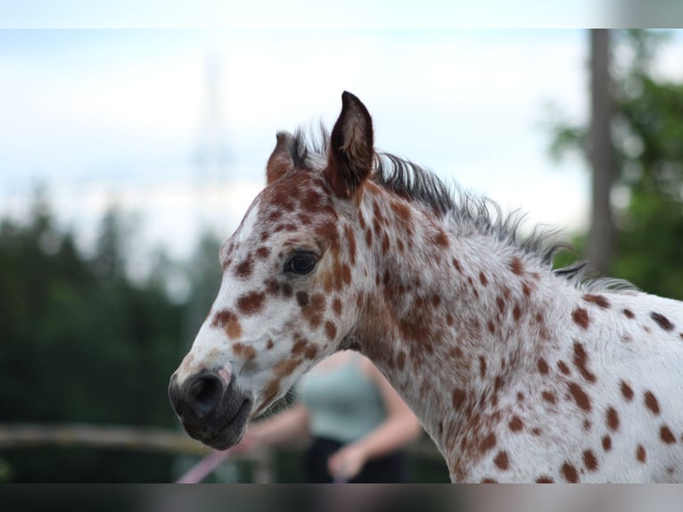 Knabstrup Stallion Foal (06/2024) 15,1 hh Leopard-Piebald in Roßhaupten