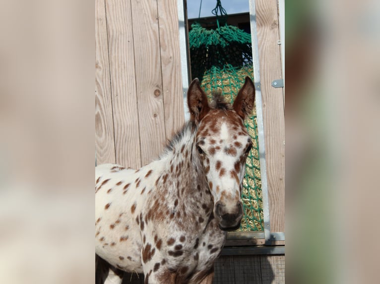 Knabstrup Stallion Foal (06/2024) 15,1 hh Leopard-Piebald in Roßhaupten