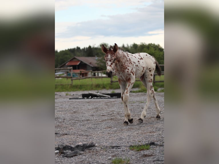 Knabstrup Stallion Foal (06/2024) 15,1 hh Leopard-Piebald in Roßhaupten