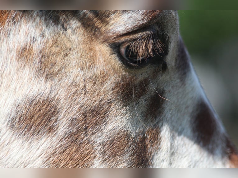 Knabstrup Stallion Foal (06/2024) 15,1 hh Leopard-Piebald in Roßhaupten