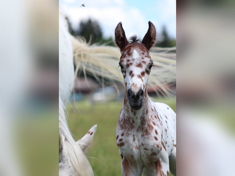 Knabstrup Stallion Foal (06/2024) 15,1 hh Leopard-Piebald in Roßhaupten