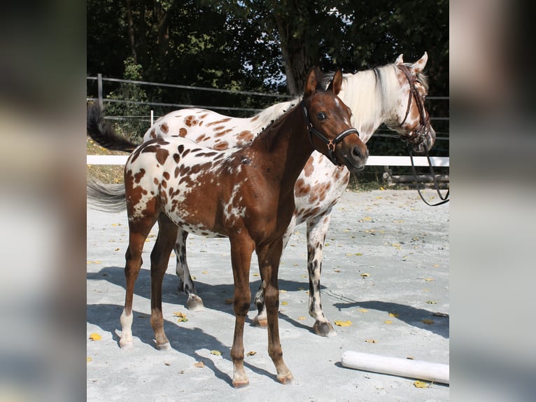 Knabstrup Stallion Foal (06/2024) 15,2 hh in Naila