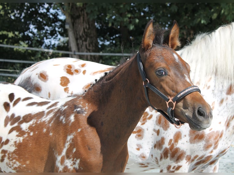 Knabstrup Stallion Foal (06/2024) 15,2 hh in Naila