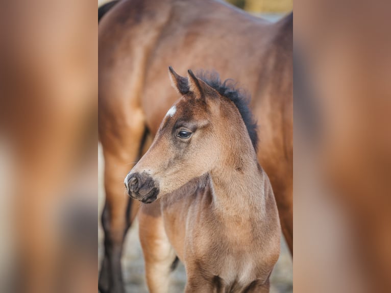 Knabstrup Stallion  15,1 hh Brown in Naila