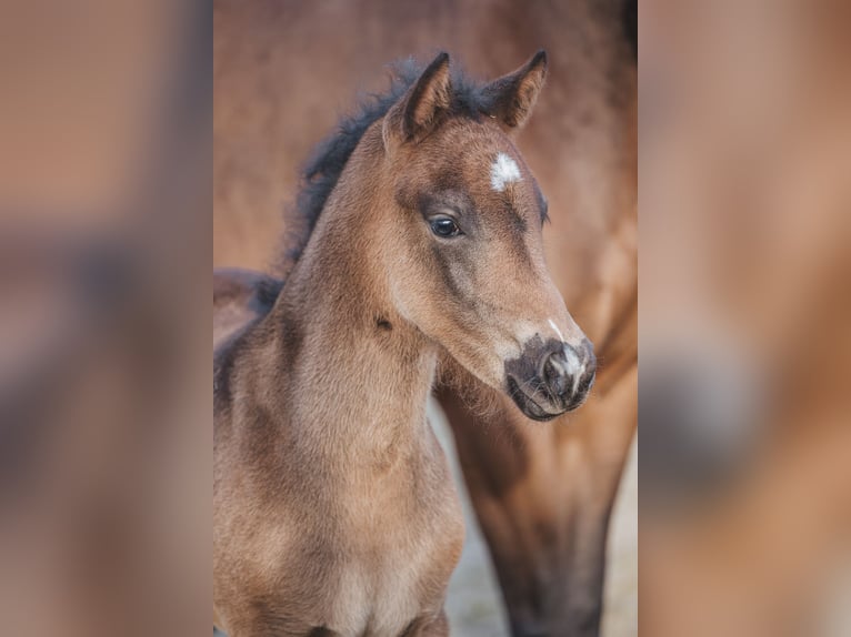 Knabstrup Stallion  15,1 hh Brown in Naila