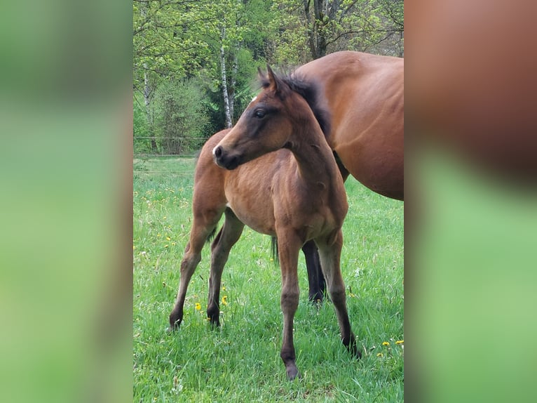 Knabstrup Stallion  15,1 hh Brown in Naila