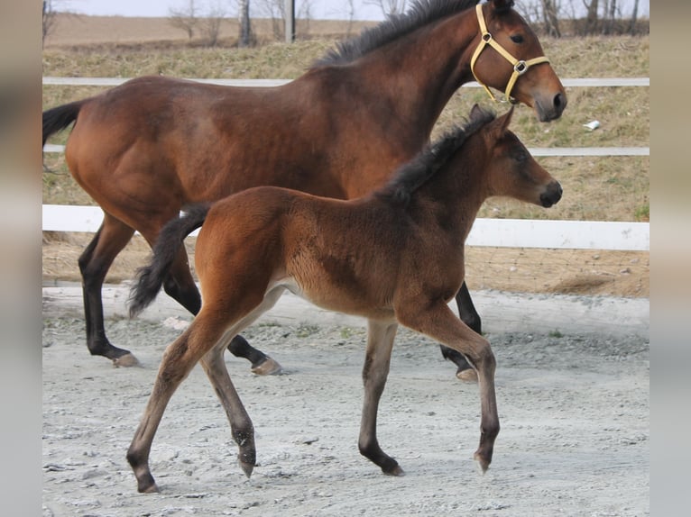 Knabstrup Stallion  15,1 hh Brown in Naila