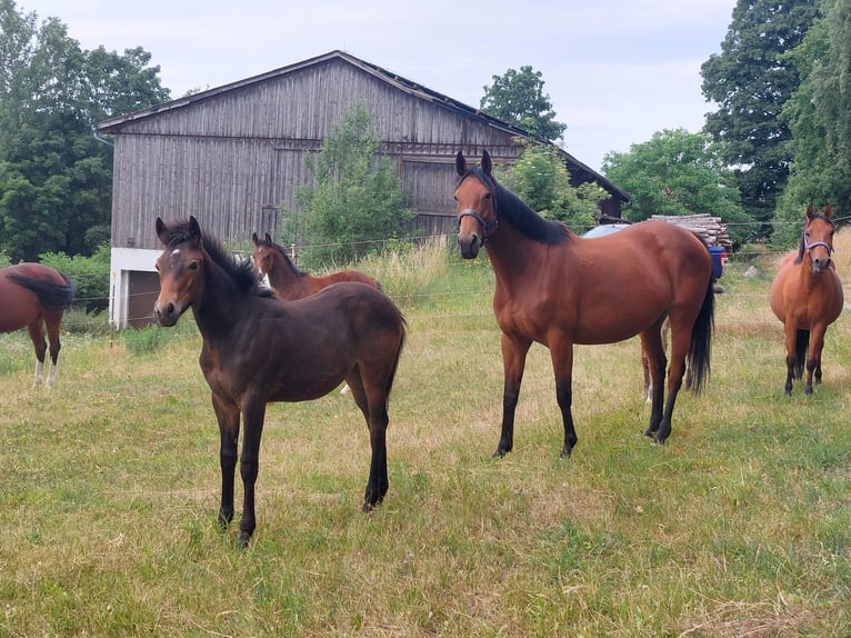 Knabstrup Stallion  15,1 hh Brown in Naila