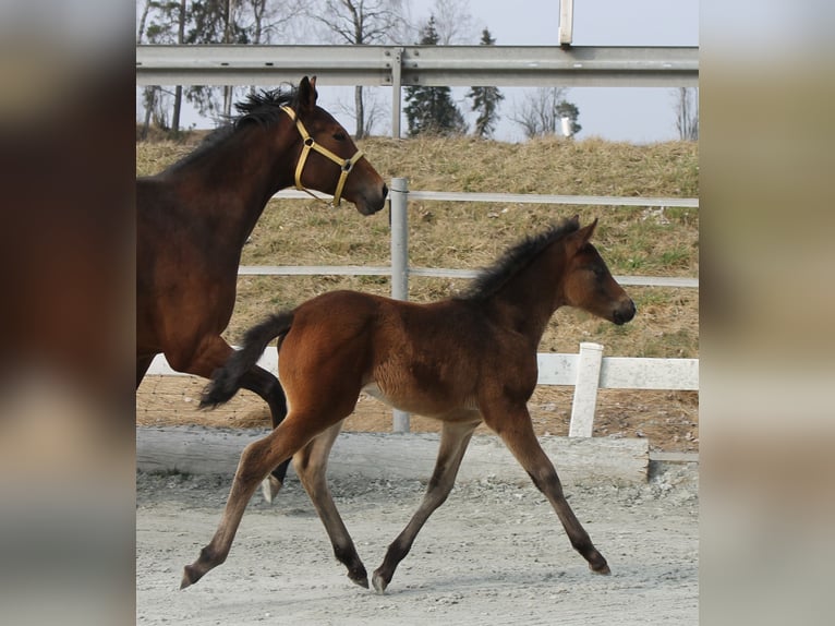 Knabstrup Stallion  15,1 hh Brown in Naila