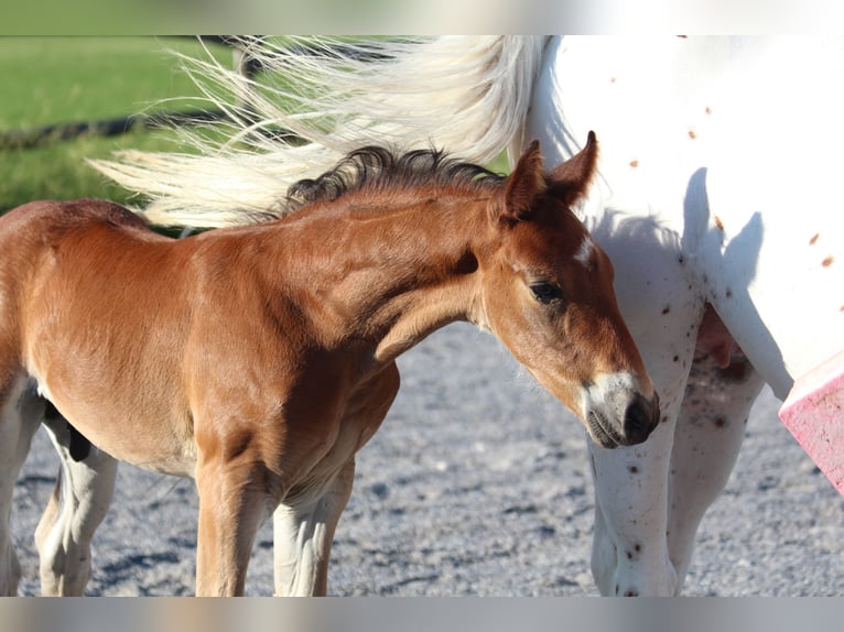 Knabstrup Stallion Foal (06/2025) 15,1 hh Brown in Ro&#xDF;haupten