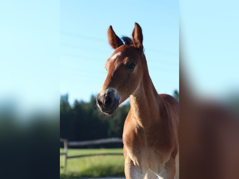 Knabstrup Stallion Foal (06/2025) 15,1 hh Brown in Ro&#xDF;haupten