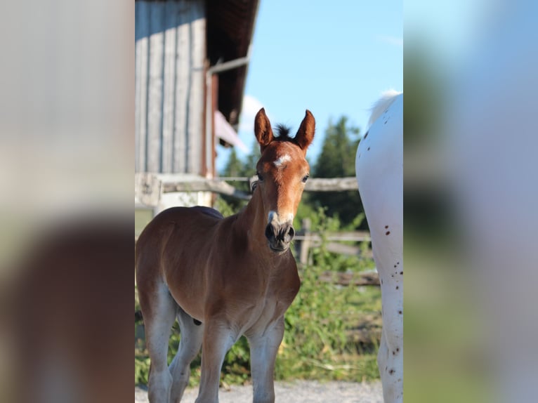 Knabstrup Stallion Foal (06/2025) 15,1 hh Brown in Ro&#xDF;haupten