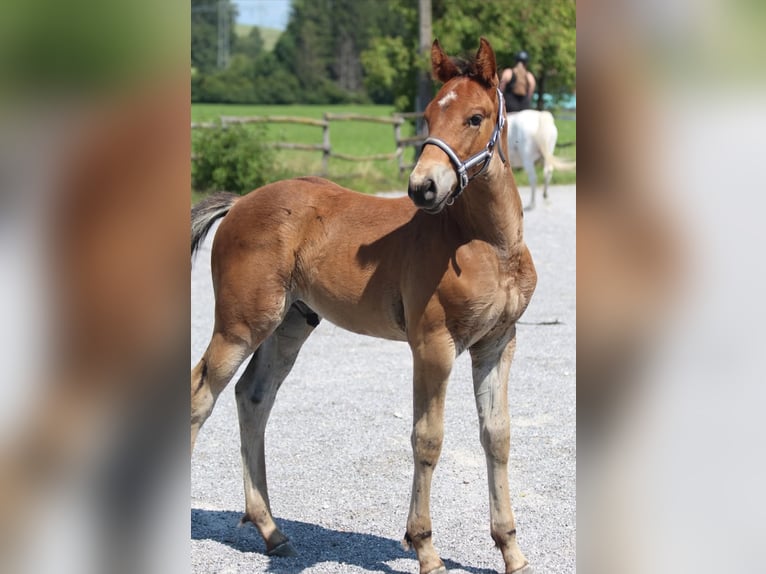 Knabstrup Stallion Foal (06/2025) 15,1 hh Brown in Ro&#xDF;haupten