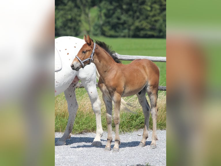 Knabstrup Stallion Foal (06/2025) 15,1 hh Brown in Ro&#xDF;haupten